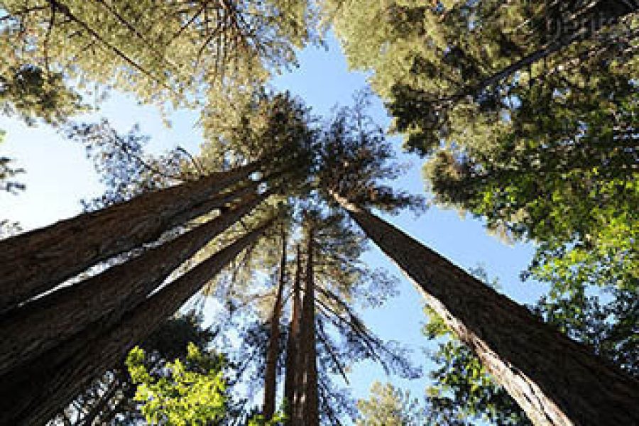 Cupone, Camigliatello, Riserva Naturale i “Giganti della Sila”